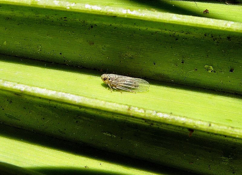 Convergenze parallele - Ommatissus binotatus nuovo arrivo!